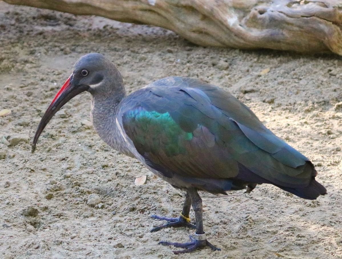 Hadada Ibis in Tanzania in Tanzania